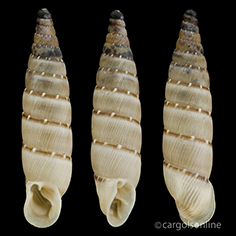 IMG_detallada/Papillifera bidens bidens.jpg